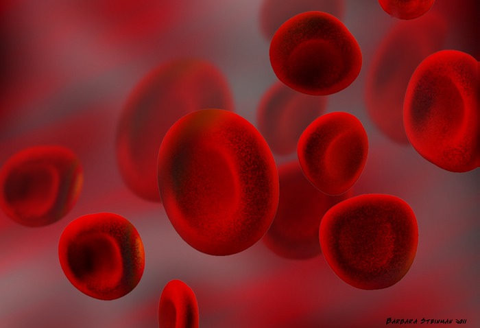 Red-Blood-Cell-Stream